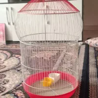 قفس مرغ عشق و عروس