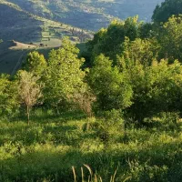 فروش زمین مسکونی باغی