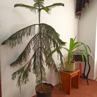 گل کاج مطبق|گل و گیاه طبیعی|قره ضیاالدین, |دیوار