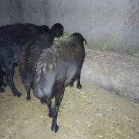 گوسفند چاق  برای  قربانی و مصرف خانگی|حیوانات مزرعه|شاهین دژ, |دیوار