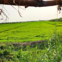 فروش-4هکتار-زمین-کشاورزی