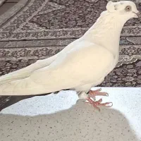 کبوتر