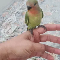 جوجه طوطی برزیلی صورت هلویی1ماهه کاملا رام دستی|پرنده|نسیم‌شهر, |دیوار