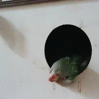 جوجه راهب