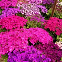 تولید وعرضه انواع گل وگیاه درگلخانه