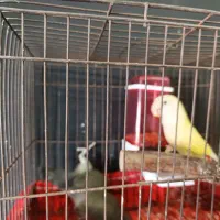 طوطی شاه برزیلی