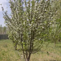 فروش باغ ثمری