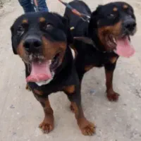 روتوایلر روت وایلر رتفایلر رودوایلر روتفایلر ردوای