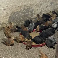 جوجه یک ماه گلپایگان