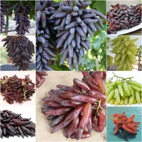 کیوی سیب گلابی الوچه گردو موز گیلاس|خدمات باغبانی و درختکاری|شیراز, دشت چنار|دیوار