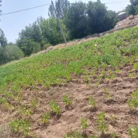 زمین فروشی در روستای خافکویبه