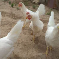 مرغ سفید تخم گذار