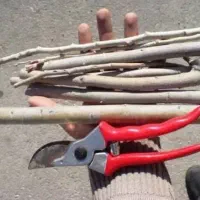 قلمه صنوبر نگرا