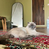 گربه نر اسکاتیش آماده برای جفت گیری