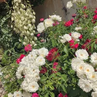 باغ ۲۰۰۰ متری ۸۰ متربنا اماده مجتمع مسکونی ماریان