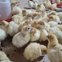 جوجه بوقلمون بیوتی ۶وجوجه مرغ راس