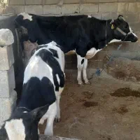 گاو شیری باگوساله ماده