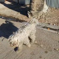 گمشده اطراف شاه چراغ