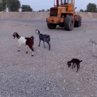 سه بز پاکستانی هر بز ۲ کهره|حیوانات مزرعه|قلعه گنج, |دیوار