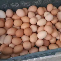 تخم مرغ رسمی کاملا اورگانیک خانگی