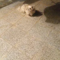 فروش سگ|سگ|سیرجان, |دیوار