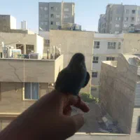 یک جفت مرغ عشق سر حال|پرنده|تهران, شهرک فردوس (حسینی)|دیوار