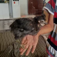 جوجه خروس محلی وشهری