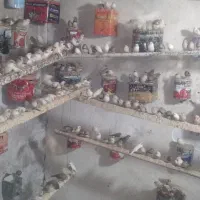 100 جفت فنچ بالغ