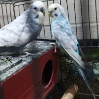 مرغ عشق انگلیسی|پرنده|کرج, حصارک پایین|دیوار