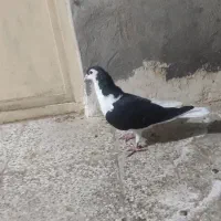 کفتر چپ سیاه