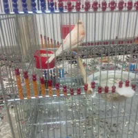 پرنده