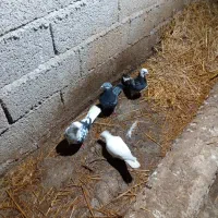 کبوتر|پرنده|پارس‌آباد, |دیوار