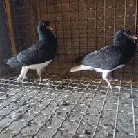 کفتر کبوتر چپ ،شهری،بهبهونی،دمبی،|پرنده|شیراز, شهرک گلدشت حافظ‎|دیوار