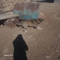 یک جفت توله افغانی 8 ماهه نگهبان|سگ|اردبیل, |دیوار