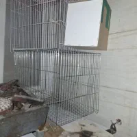قفس پرنده