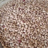 فروش لوبیاچیتی یک تُن