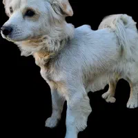 فروش سگ باهوش با ادب