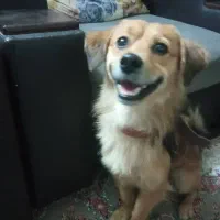 سگ دست اموز که سروصدا هم نداره مخصوص اپارتمان