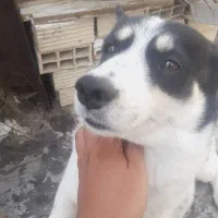 سگ پا کوتاه|سگ|شهریار, شهرک امیریه|دیوار