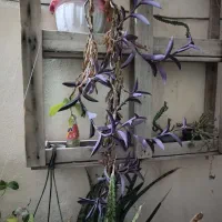 فروش تعدادی گل|گل و گیاه طبیعی|بندرعباس, |دیوار