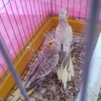 عروس هلندی|پرنده|صحنه, |دیوار