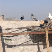کبوتر|پرنده|گلپایگان, |دیوار