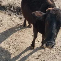 فروش گاوهای آبستن توافقی