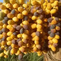 دمیت دمیل انواع خرما در جنوب کشور