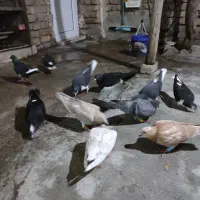 فروش کبوتر