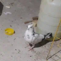 کبوتر|پرنده|گمیشان, |دیوار