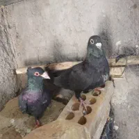 یه جفت کلاغ