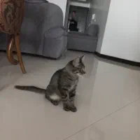 گربه|گربه|ساری, |دیوار