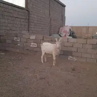 نربز سانن صددرصد خالص ..راور|حیوانات مزرعه|راور, |دیوار