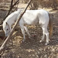 مایل به معاوضه نیستم